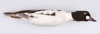 Media type: image;   Ornithology 251822